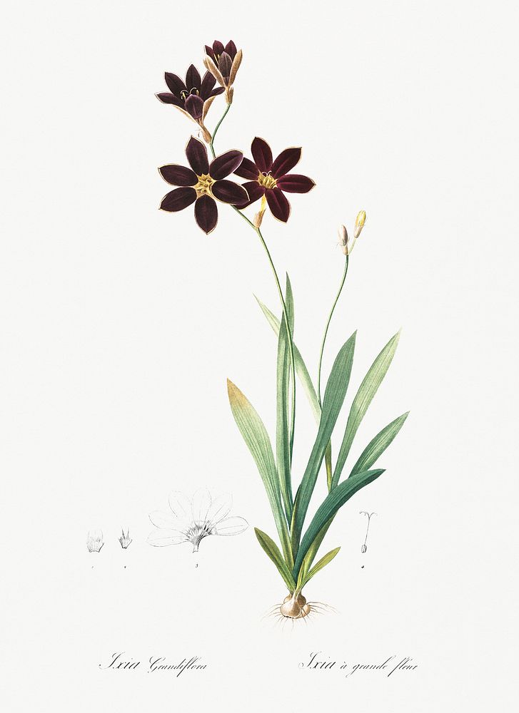Ixia grandiflora illustration from Les liliac&eacute;es (1805) by Pierre-Joseph Redout&eacute;. Original from New York…