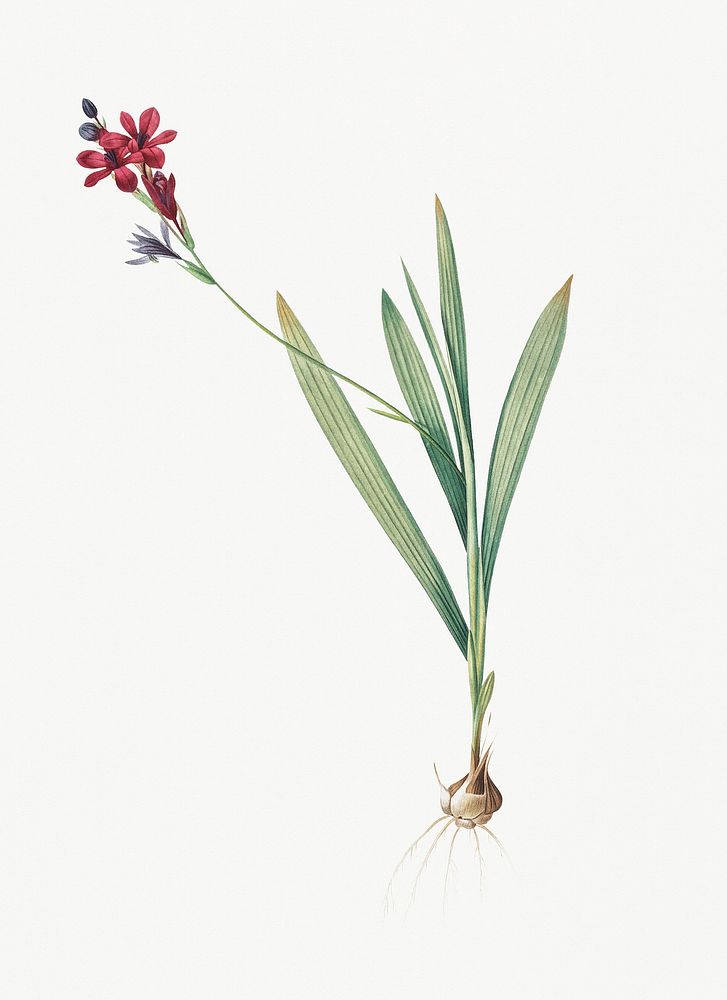 Vintage Illustration of Gladiolus mucronatus