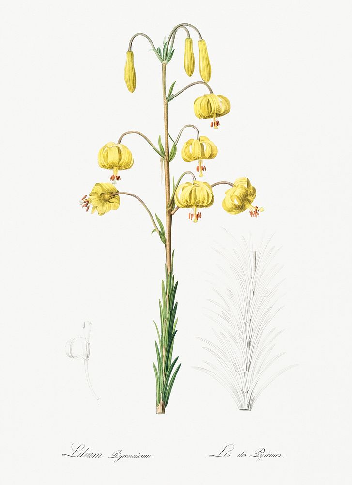 Lilium pyrenaicum illustration from Les liliac&eacute;es (1805) by Pierre-Joseph Redout&eacute;. Original from New York…