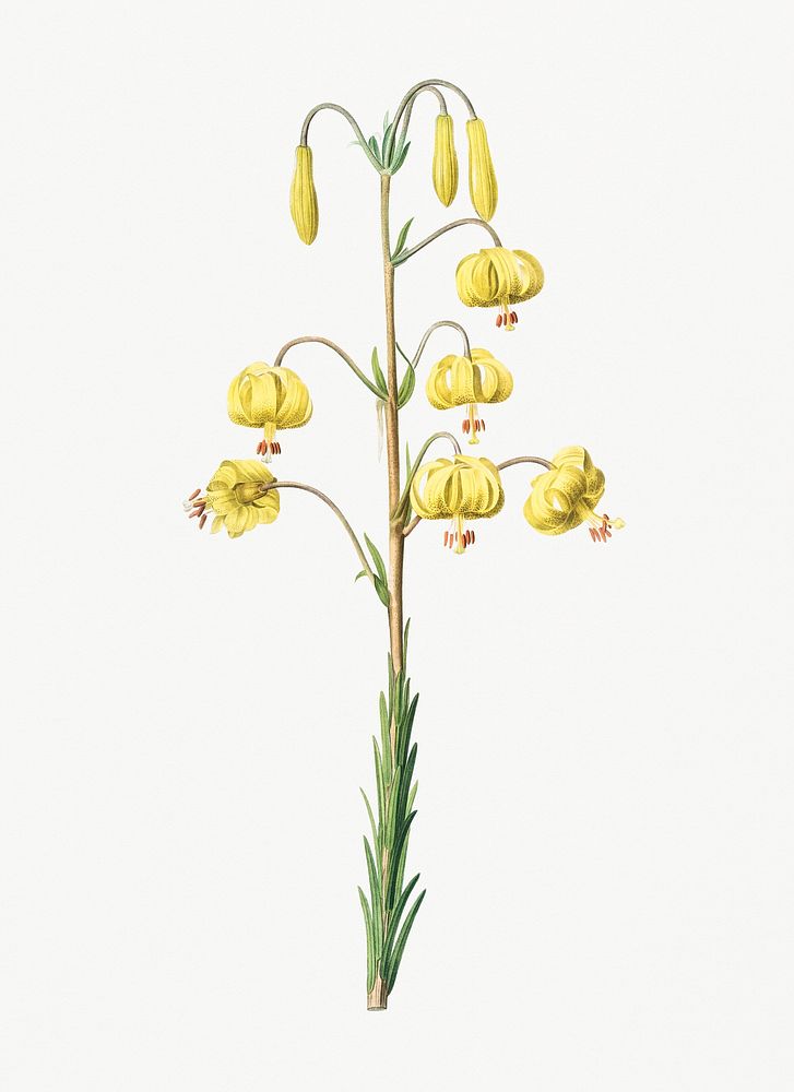 Vintage Illustration of Lilium pyrenaicum