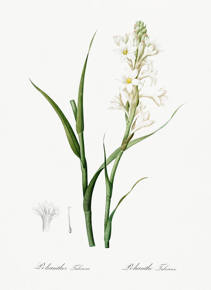 Polianthes tuberosa illustration from Les liliac&eacute;es (1805) by Pierre-Joseph Redout&eacute;. Original from New York…