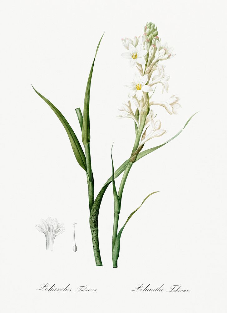 Polianthes tuberosa illustration Les liliacées | Free Photo ...