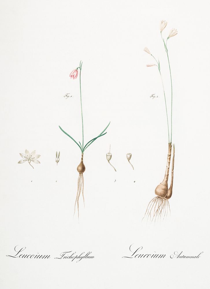 Leucoium trichophyllum illustration from Les liliac&eacute;es (1805) by Pierre-Joseph Redout&eacute;. Original from New York…