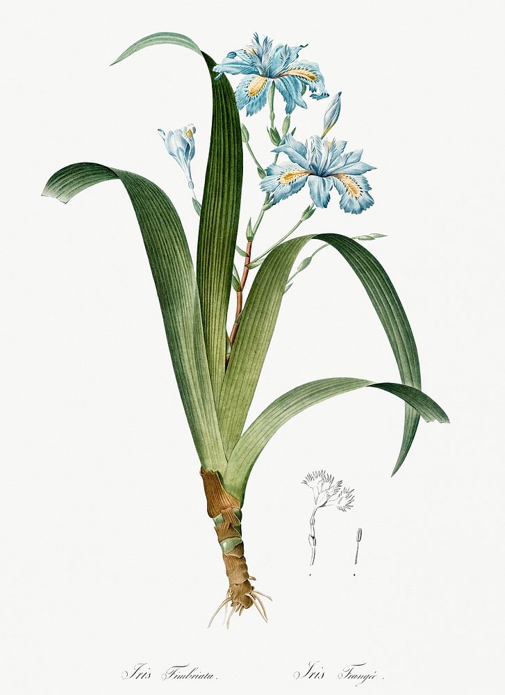 Iris fimbriata illustration from Les liliac&eacute;es (1805) by Pierre-Joseph Redout&eacute;. Original from New York Public…