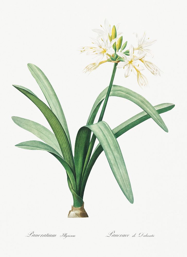 Pancratium illyricum illustration from Les liliac&eacute;es (1805) by Pierre-Joseph Redout&eacute;. Original from New York…