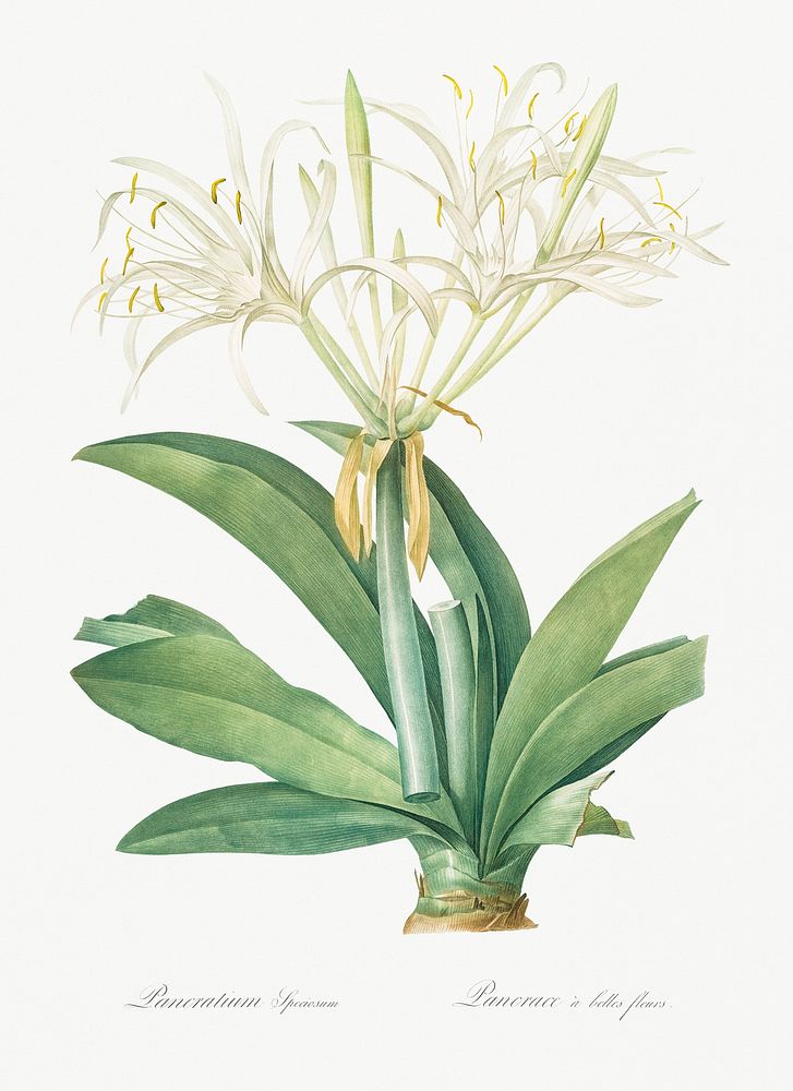 Pancratium speciosum illustration from Les liliac&eacute;es (1805) by Pierre-Joseph Redout&eacute;. Original from New York…