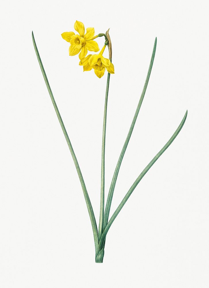 Vintage Illustration of Narcissus odorus