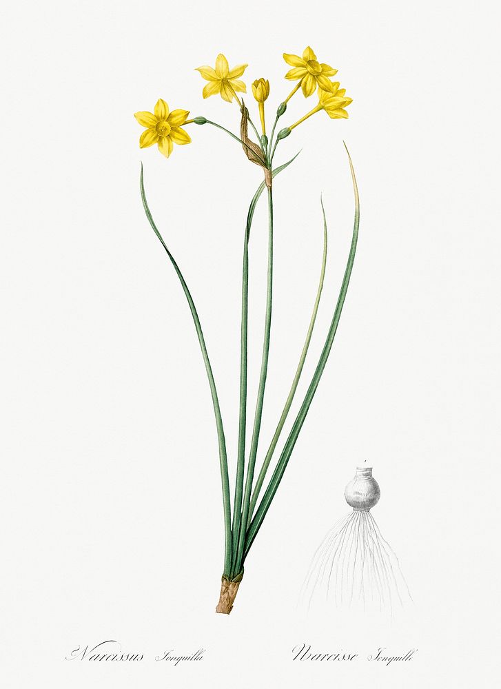 Rush daffodil illustration from Les liliac&eacute;es (1805) by Pierre-Joseph Redout&eacute;. Original from New York Public…