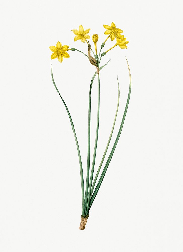 Vintage Illustration of Rush daffodil