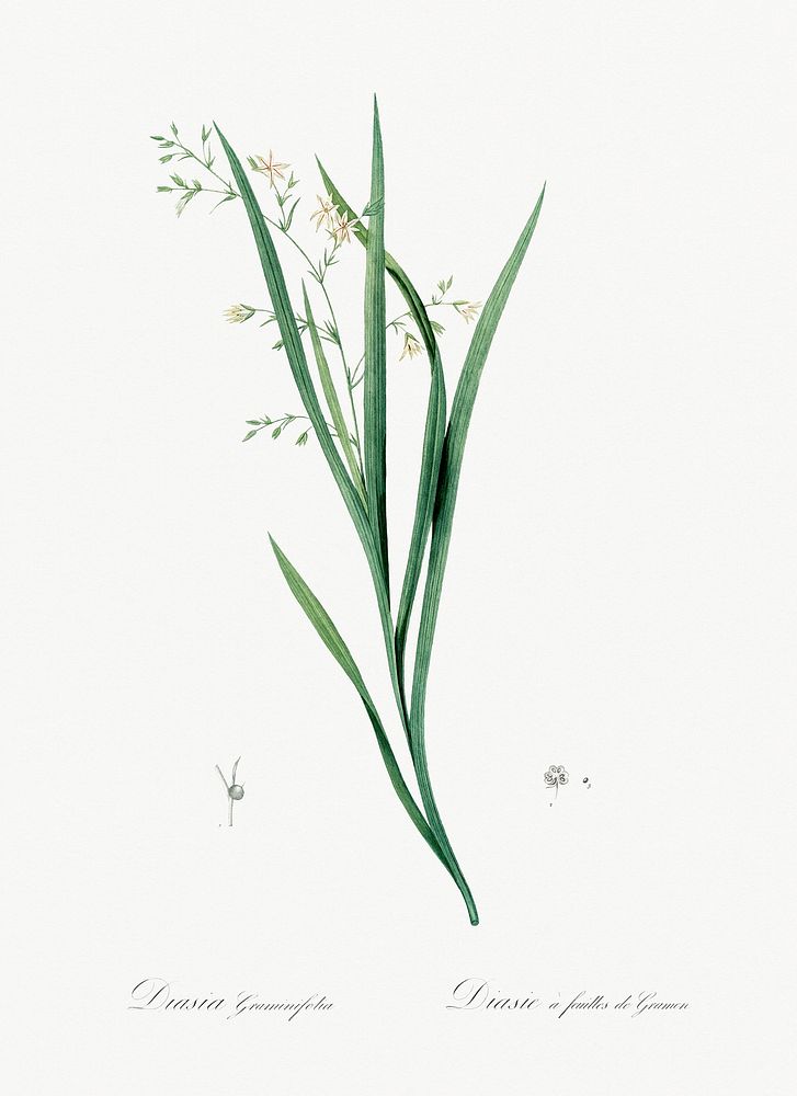 Diasia graminifolia illustration from Les liliac&eacute;es (1805) by Pierre-Joseph Redout&eacute;. Original from New York…