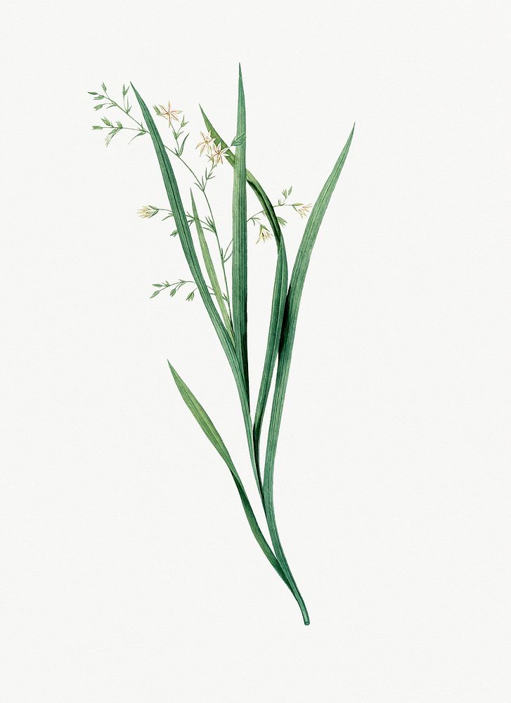 Vintage Illustration of Diasia graminifolia