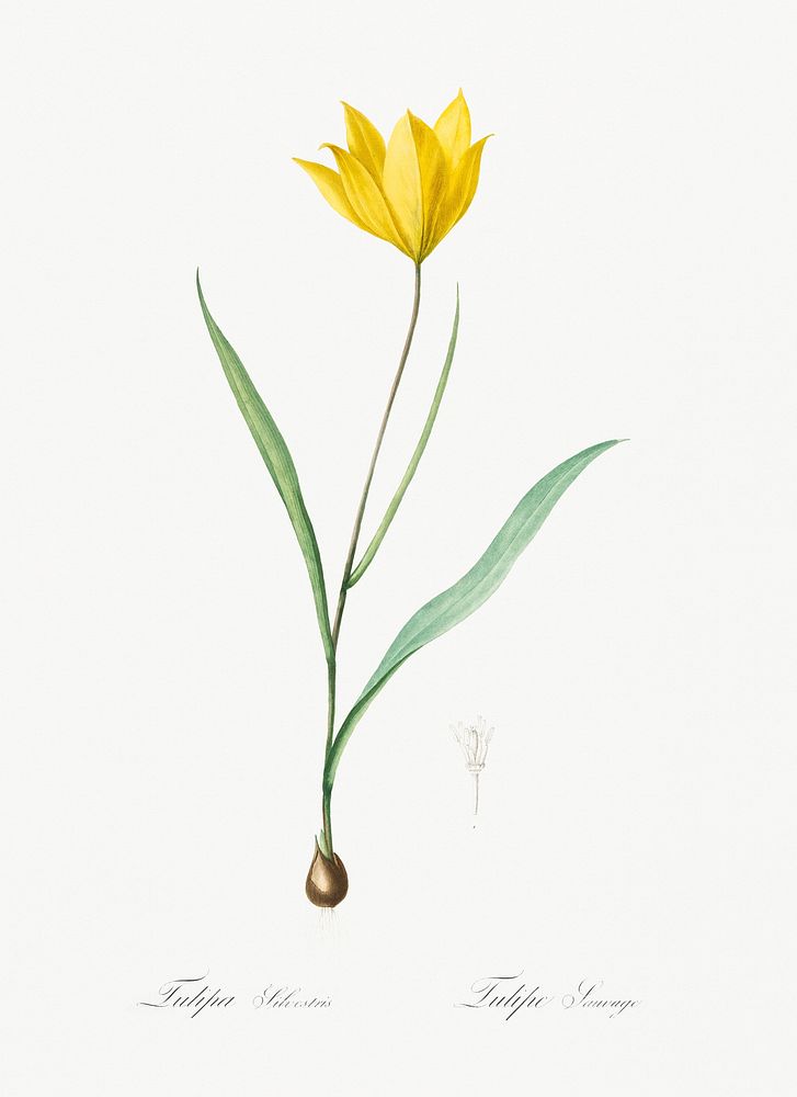 Tulipa sylvestris illustration from Les liliac&eacute;es (1805) by Pierre-Joseph Redout&eacute;. Original from New York…