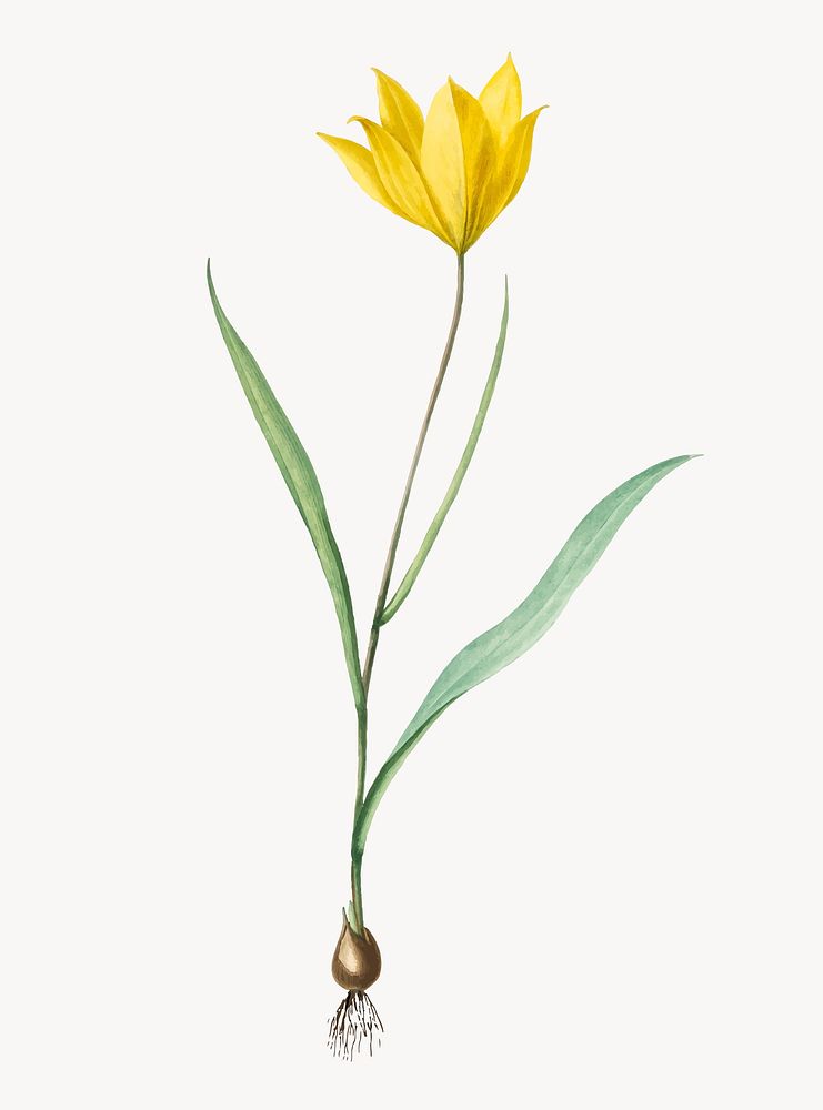 Vintage Illustration of Tulipa sylvestris
