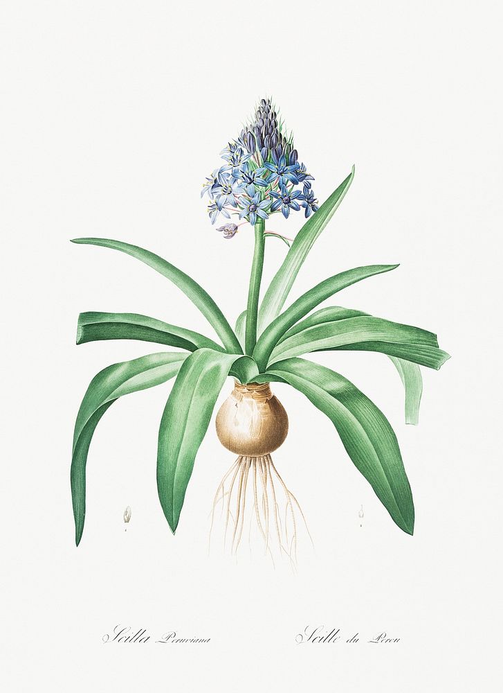 Portuguese squill illustration from Les liliac&eacute;es (1805) by Pierre-Joseph Redout&eacute;. Original from New York…
