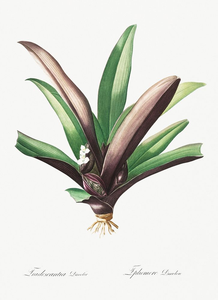 Boat lily illustration from Les liliac&eacute;es (1805) by Pierre-Joseph Redout&eacute;. Original from New York Public…