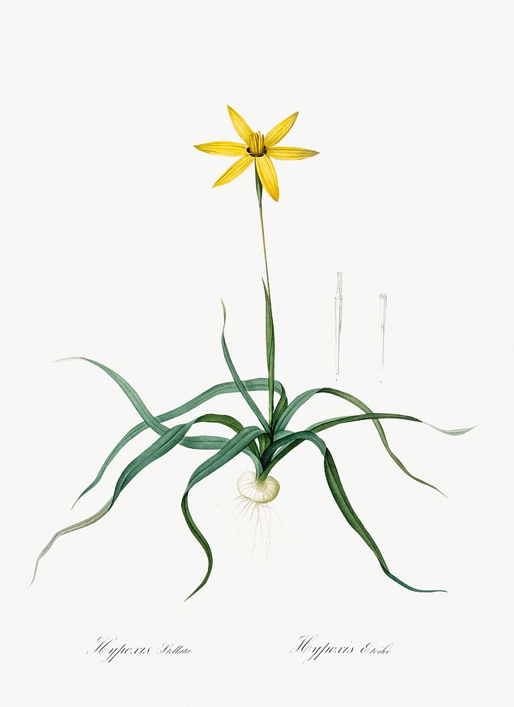 Hypoxis stellata illustration from Les liliac&eacute;es (1805) by Pierre-Joseph Redout&eacute;. Original from New York…