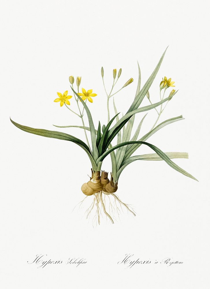 Hypoxis sobolifera illustration from Les liliac&eacute;es (1805) by Pierre-Joseph Redout&eacute;. Original from New York…
