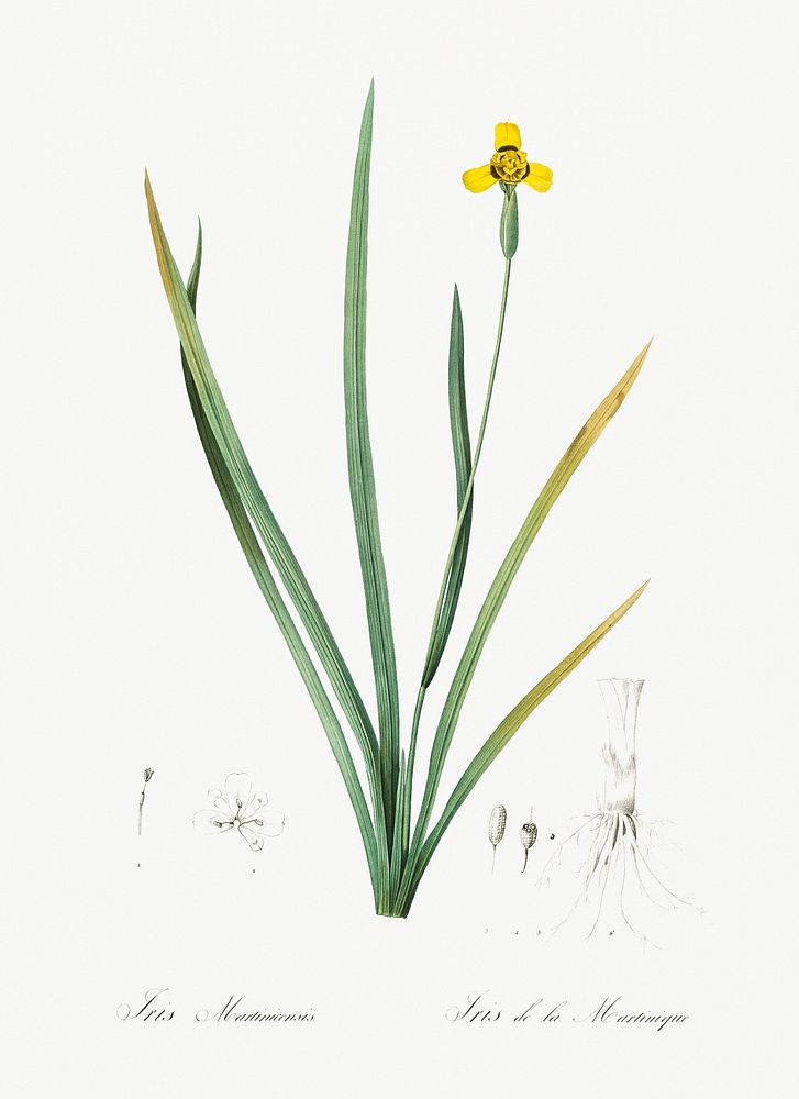 Iris martinicensis illustration from Les liliac&eacute;es (1805) by Pierre-Joseph Redout&eacute;. Original from New York…