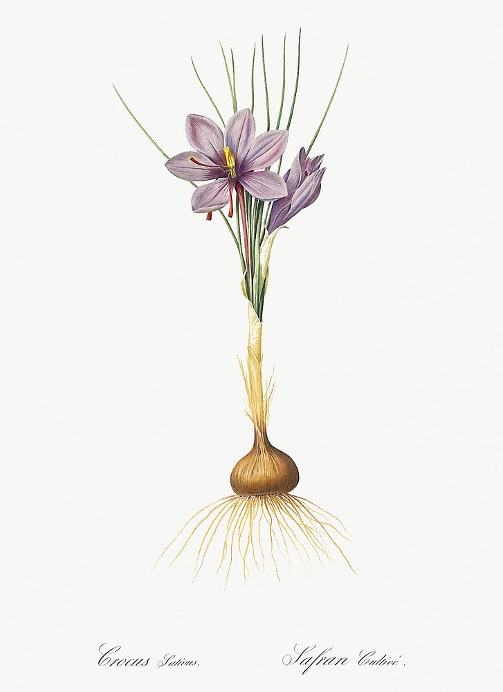 Crocus sativus illustration from Les liliac&eacute;es (1805) by Pierre-Joseph Redout&eacute;. Original from New York Public…