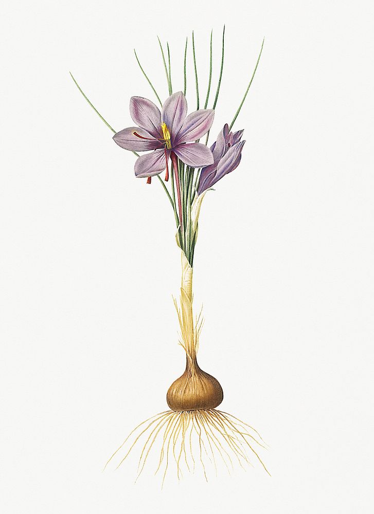Vintage Illustration of Crocus sativus