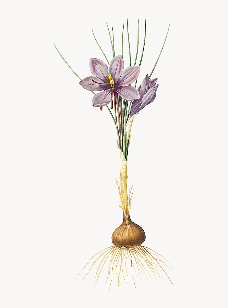 Vintage Illustration of Crocus sativus