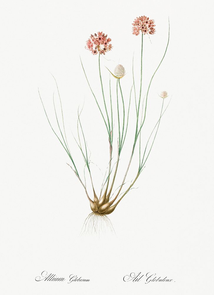 Allium globosum illustration from Les liliac&eacute;es (1805) by Pierre-Joseph Redout&eacute;. Original from New York Public…