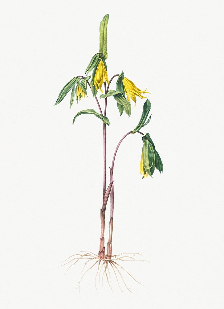 Vintage Illustration of Uvularia perfoliata