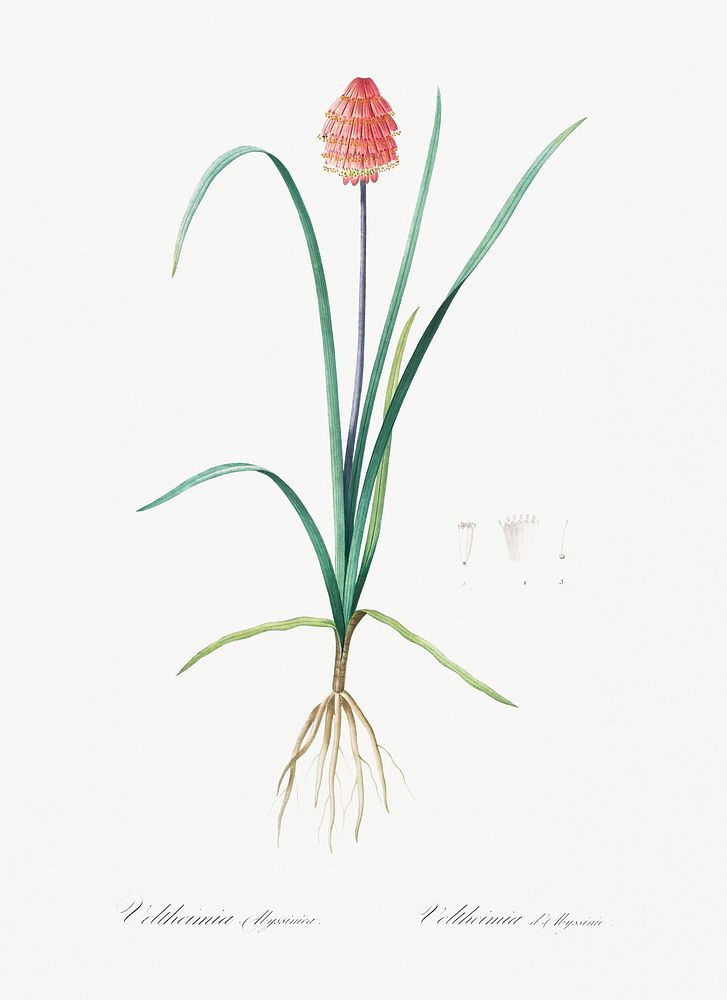 Veltheimia abyssinica illustration from Les liliac&eacute;es (1805) by Pierre Joseph Redout&eacute; (1759-1840). Original…