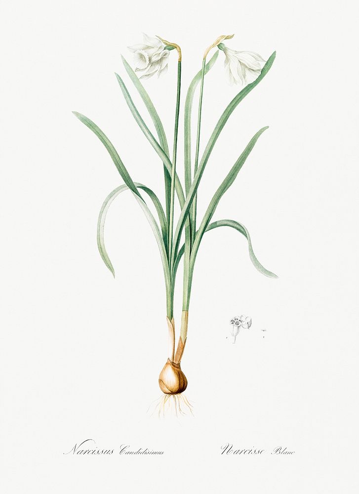 Narcissus candidissimus illustration from Les liliac&eacute;es (1805) by Pierre Joseph Redout&eacute; (1759-1840). Original…
