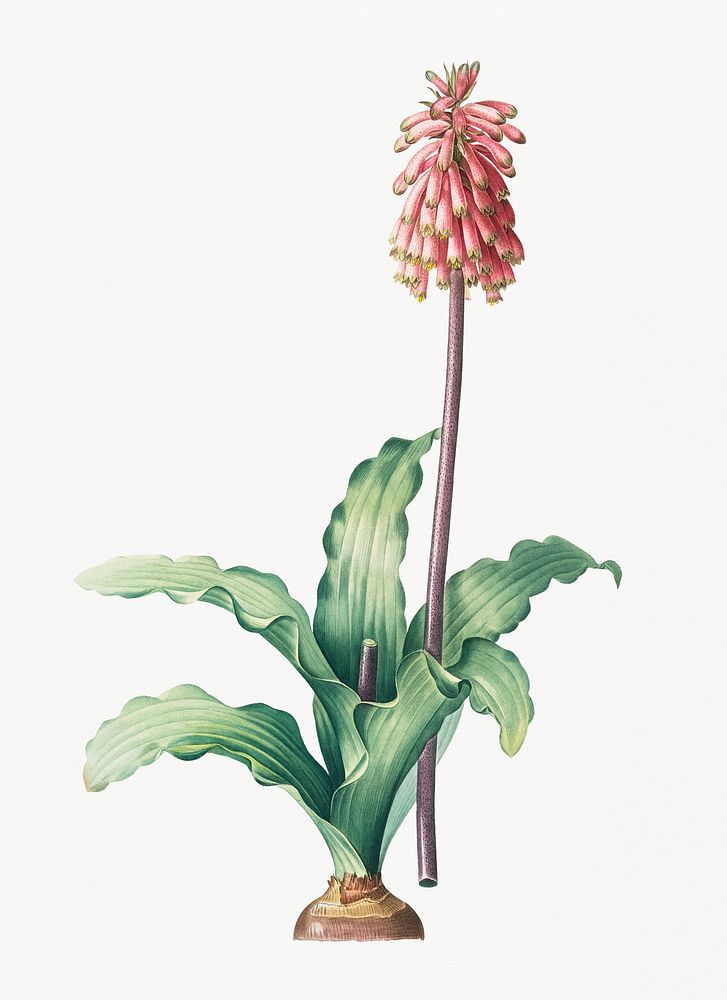 Vintage Illustration of Veltheimia capensis