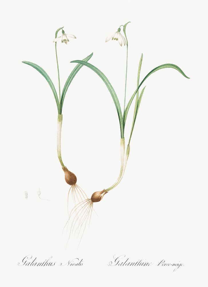 Snowdrop illustration from Les liliac&eacute;es (1805) by Pierre Joseph Redout&eacute; (1759-1840). Original from New York…
