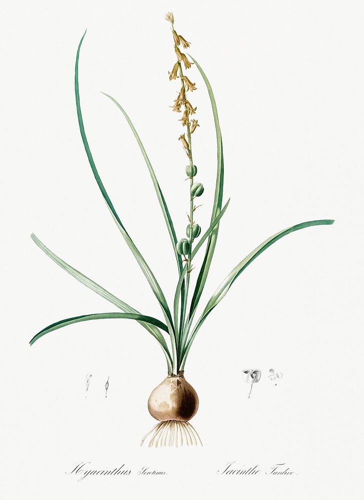 Hyacinthus serotinus illustration from Les liliac&eacute;es (1805) by Pierre-Joseph Redout&eacute;. Original from New York…