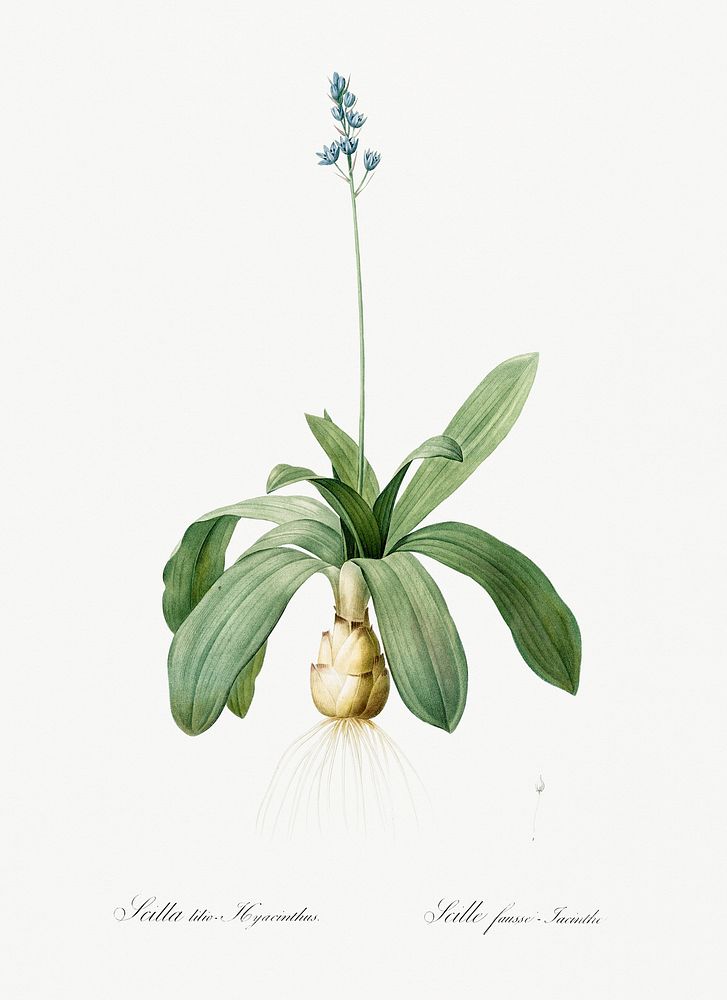Scilla Lilio hyacinthus illustration from Les liliac&eacute;es (1805) by Pierre Joseph Redout&eacute; (1759-1840). Original…