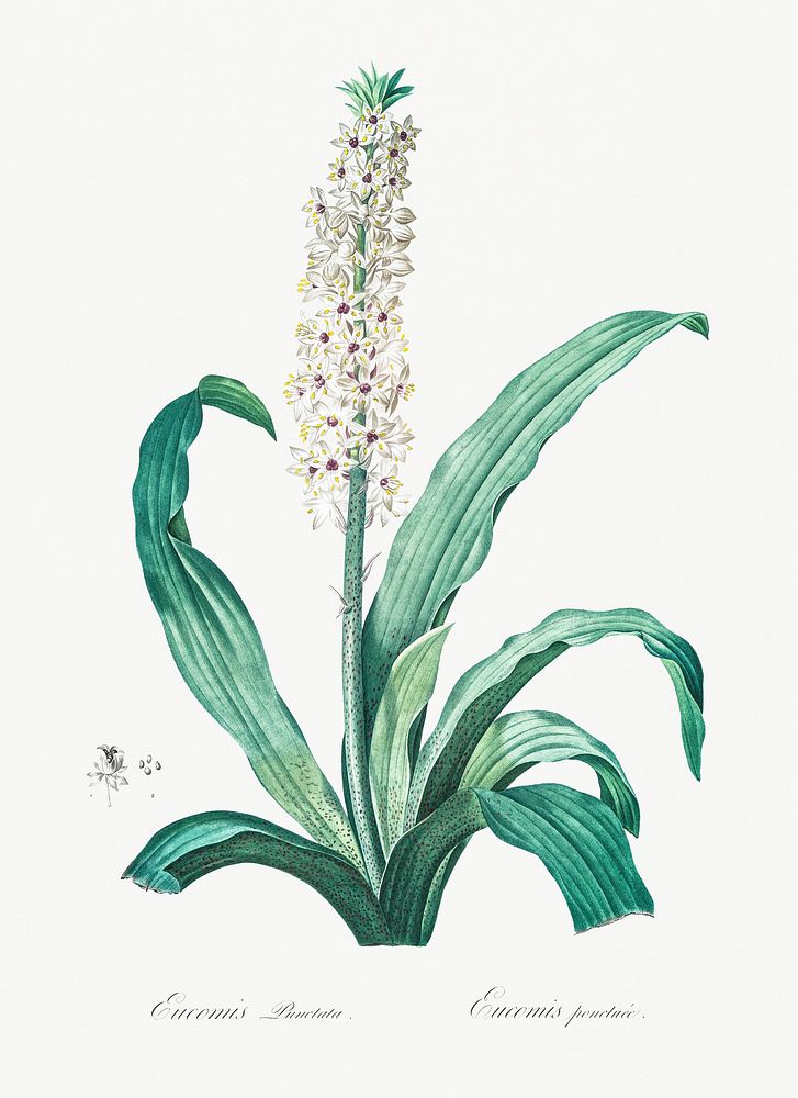 Eucomis punctata illustration from Les liliac&eacute;es (1805) by Pierre-Joseph Redout&eacute;. Original from New York…