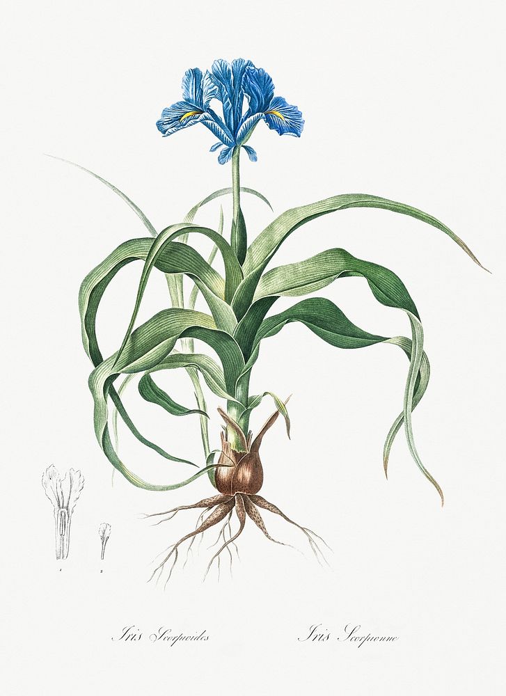 Iris scorpiodes illustration from Les liliac&eacute;es (1805) by Pierre-Joseph Redout&eacute;. Original from New York Public…