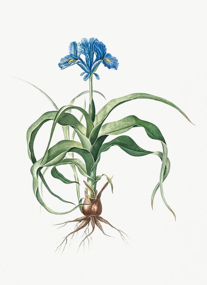 Vintage Illustration of Iris scorpiodes