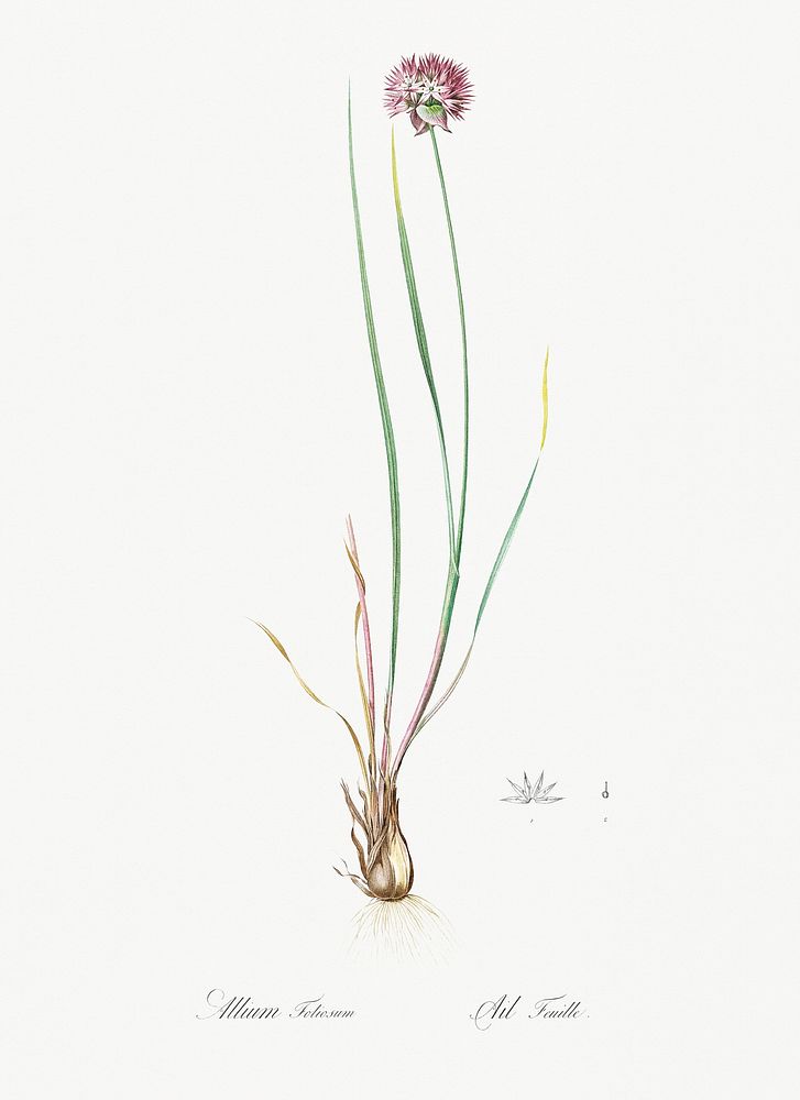 Allium foliosum illustration from Les liliac&eacute;es (1805) by Pierre Joseph Redout&eacute; (1759-1840). Original from New…