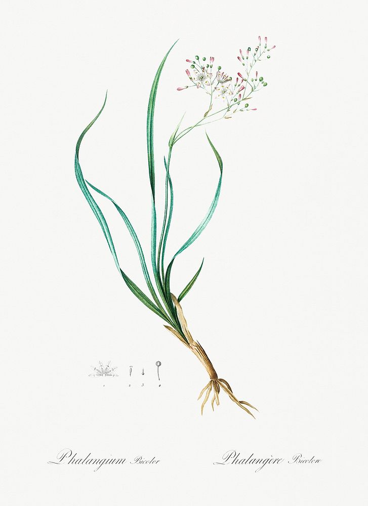 Phalangium bicolor illustration from Les liliac&eacute;es (1805) by Pierre Joseph Redout&eacute; (1759-1840). Original from…