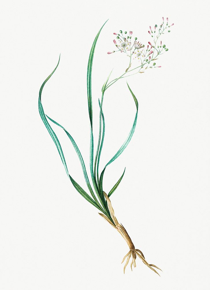 Vintage Illustration of Phalangium bicolor