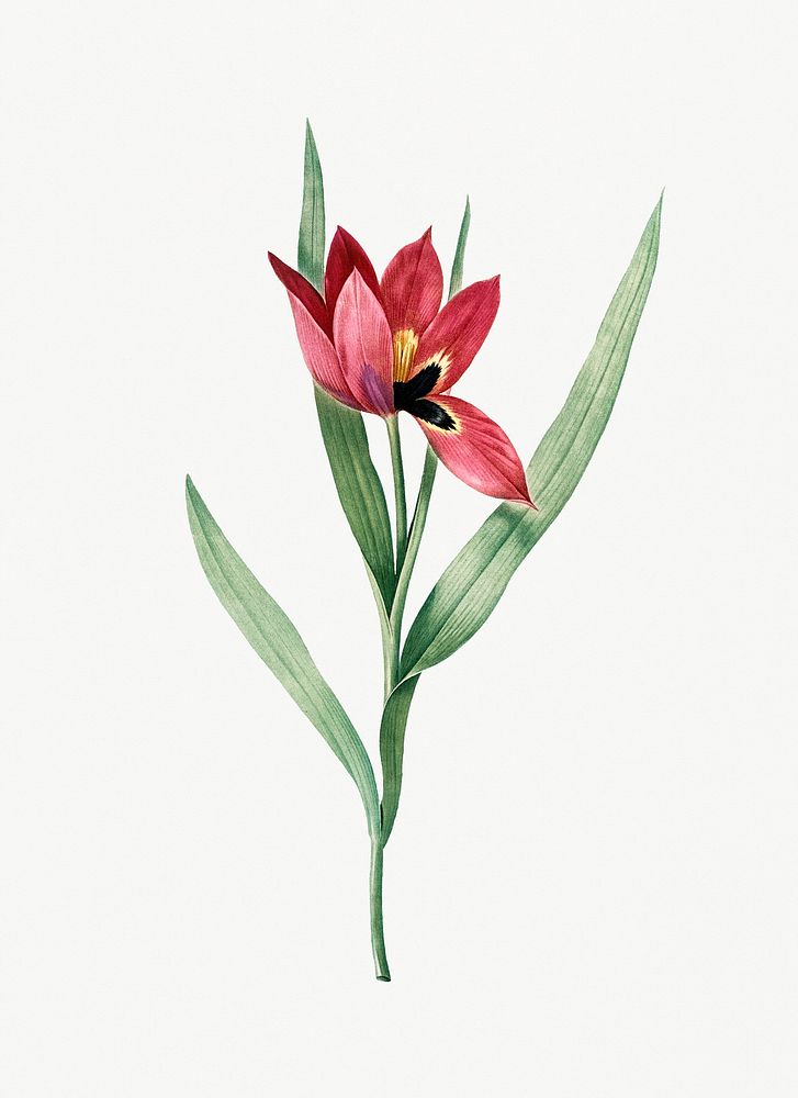 Vintage Illustration of Tulipa oculus Colis