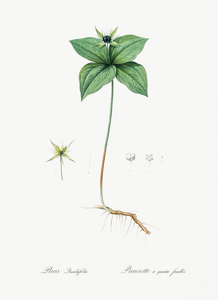 Herb paris illustration from Les liliac&eacute;es (1805) by Pierre Joseph Redout&eacute; (1759-1840). Original from New York…