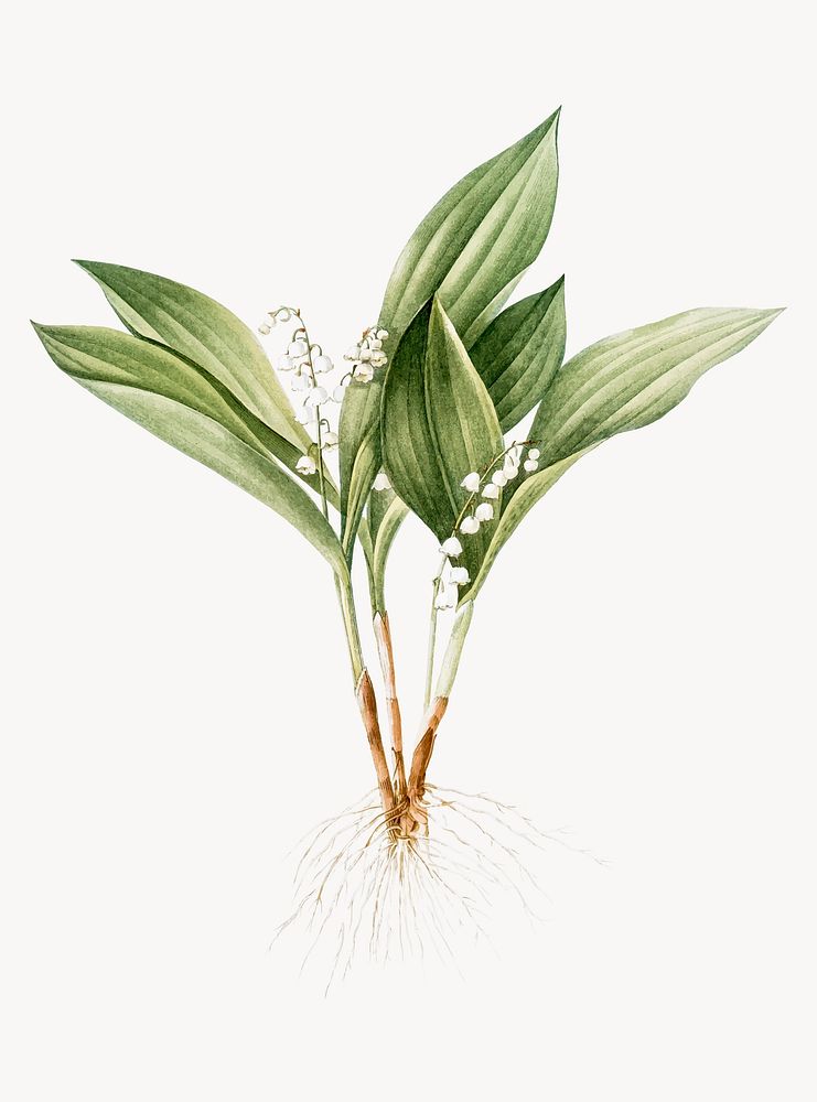 Vintage Illustration of Lily of the valley