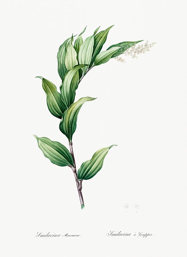 Treacleberry illustration from Les liliac&eacute;es (1805) by Pierre-Joseph Redout&eacute;. Original from New York Public…