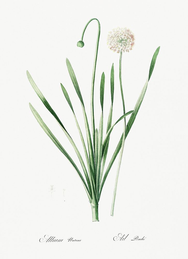 Blue chives illustration from Les liliac&eacute;es (1805) by Pierre-Joseph Redout&eacute;. Original from New York Public…