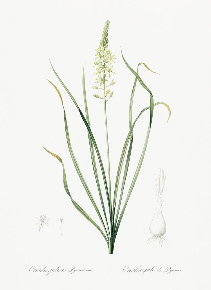Wild asparagus illustration from Les liliac&eacute;es (1805) by Pierre Joseph Redout&eacute; (1759-1840). Original from New…