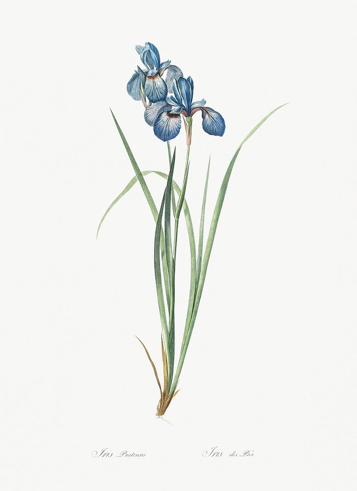 Iris pratensis illustration from Les liliac&eacute;es (1805) by Pierre-Joseph Redout&eacute;. Original from New York Public…