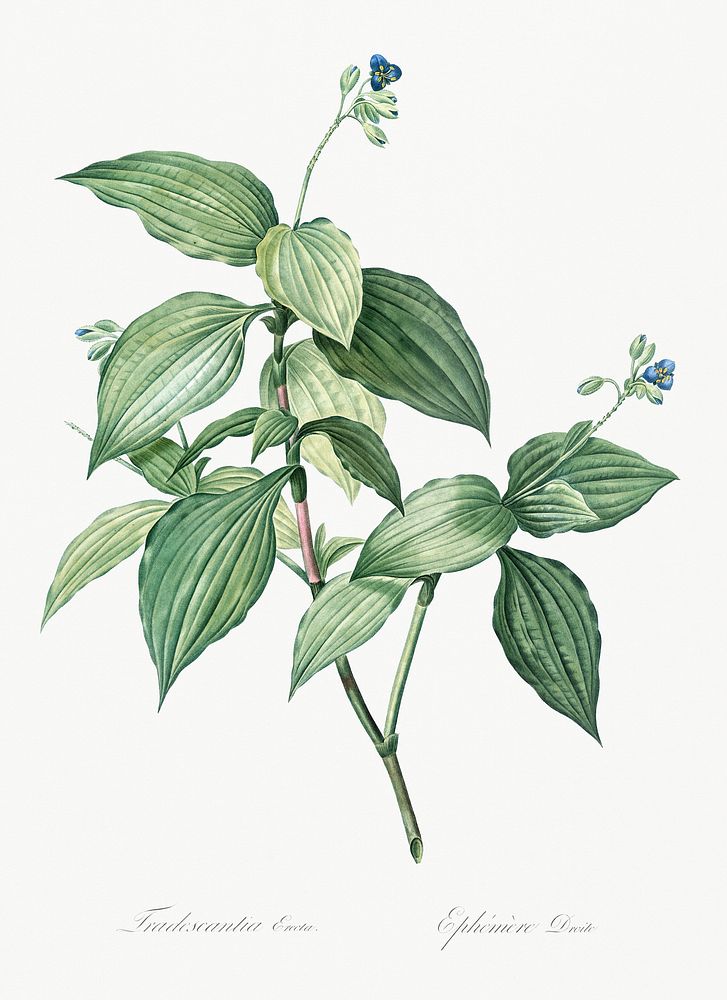 Tradescantia erecta illustration from Les liliac&eacute;es (1805) by Pierre-Joseph Redout&eacute;. Original from New York…