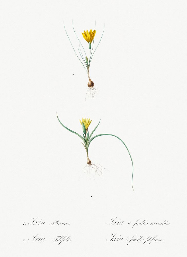 1. Ixia recurva 2. Ixia filifolia illustration from Les liliac&eacute;es (1805) by Pierre Joseph Redout&eacute; (1759-1840).…