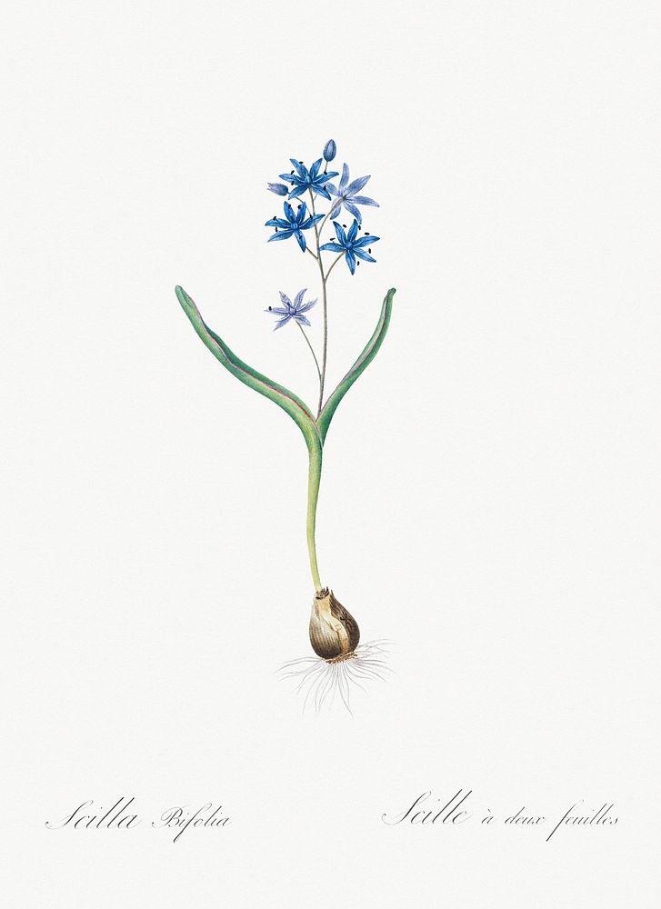 Alpine squill illustration from Les liliac&eacute;es (1805) by Pierre Joseph Redout&eacute; (1759-1840). Original from New…