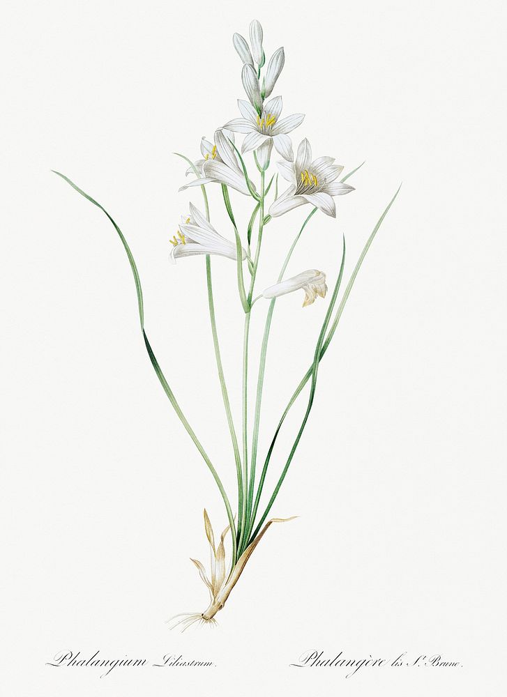 Paradise lily illustration from Les liliac&eacute;es (1805) by Pierre Joseph Redout&eacute; (1759-1840). Original from New…